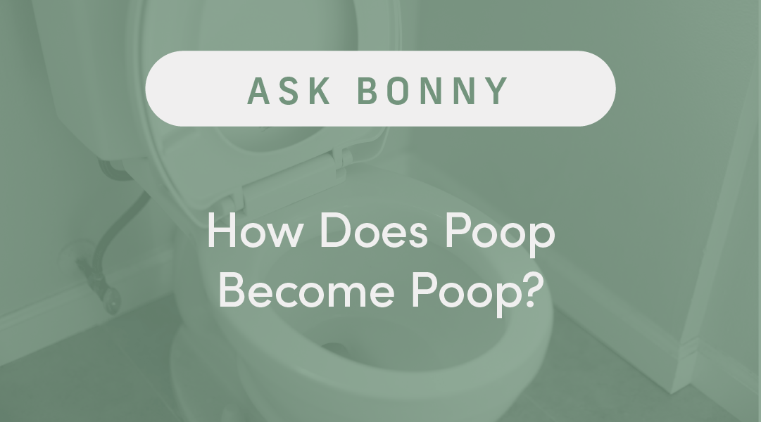 How does poop become poop