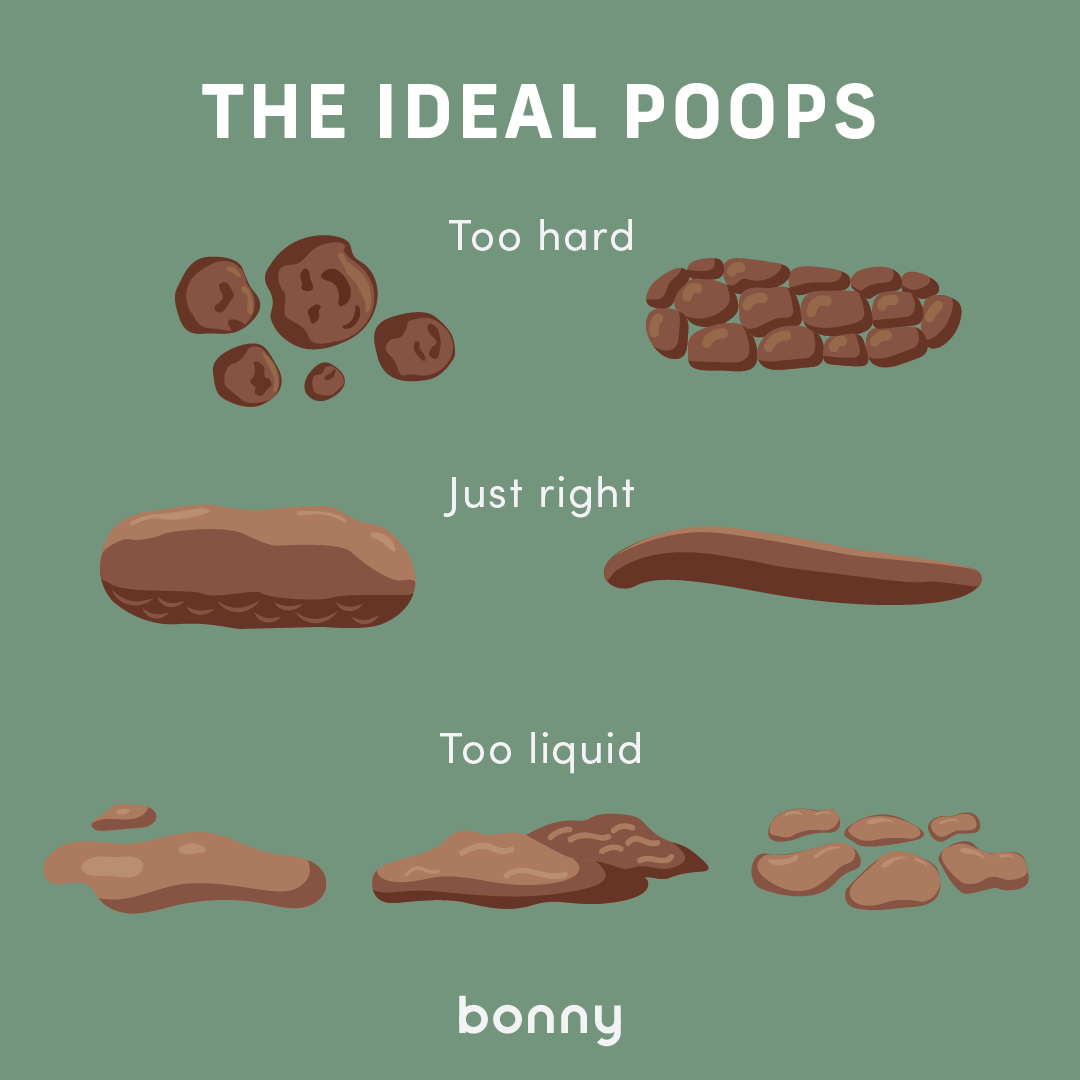 Ideal poop shape guide from constipation to diarrhea